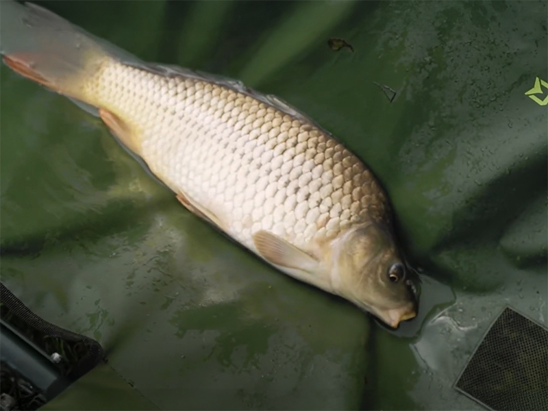 Vanička Delphin Eazy SAFE - MojeRybárstvo.sk Vanička Delphin Eazy SAFE – Obrázok 8
