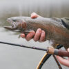 Delphin TROUTERA SoftLURE - MojeRybárstvo.sk Delphin TROUTERA SoftLURE – Obrázok 8