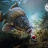 Nástraha D SNAX SHELL 10mm/30g - MojeRybárstvo.sk Nástraha D SNAX SHELL 10mm/30g – Obrázok 2