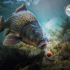 Nástraha D SNAX SHELL 10mm/30g - MojeRybárstvo.sk Nástraha D SNAX SHELL 10mm/30g – Obrázok 2