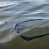 Giants fishing Polarizační brýle Polarized Glasses Deluxe 2 – Obrázok 5