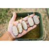 Giants fishing Krmítko Method Feeder Gaube Large – Obrázok 5