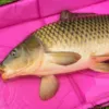 Podložka s okrajmi Delphin DUOMAT QUEEN WOW - MojeRybárstvo.sk Podložka s okrajmi Delphin DUOMAT QUEEN WOW – Obrázok 10