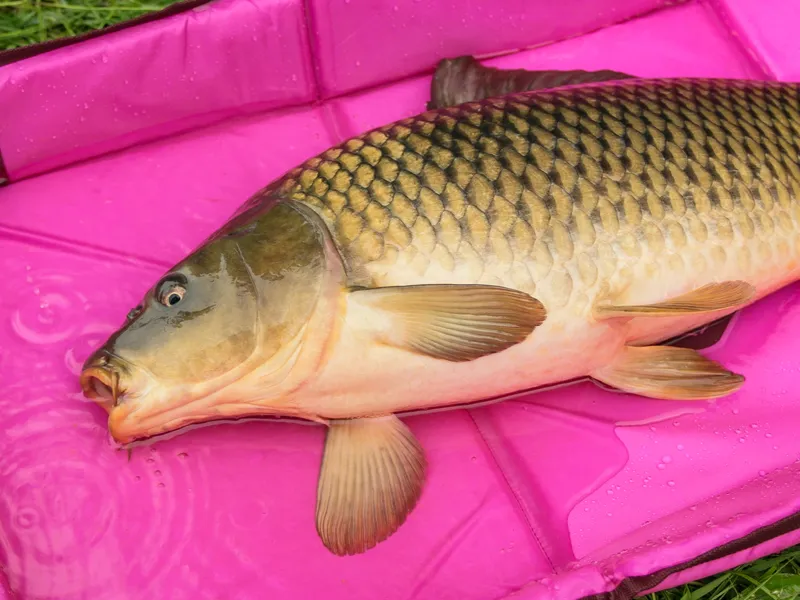 Podložka s okrajmi Delphin DUOMAT QUEEN WOW - MojeRybárstvo.sk Podložka s okrajmi Delphin DUOMAT QUEEN WOW – Obrázok 10