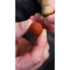 Carp´R´Us Zarážky na boilie Quick Hair Stop - Large, 10ks - MojeRybárstvo.sk Carp´R´Us Zarážky na boilie Quick Hair Stop - Large, 10ks – Obrázok 3