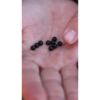 Carp´R´Us Gumové korálky Rubber Beads 6mm, 10ks – Obrázok 3