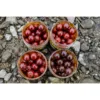 Carp Inferno Boosted Boilies Hot Line 300 ml 20 mm – Obrázok 11