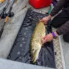 Wychwood podložka na dravce Agitator Compact Roll Mat – Obrázok 2