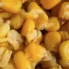 Kukuřice - Scopex 1kg – Obrázok 3