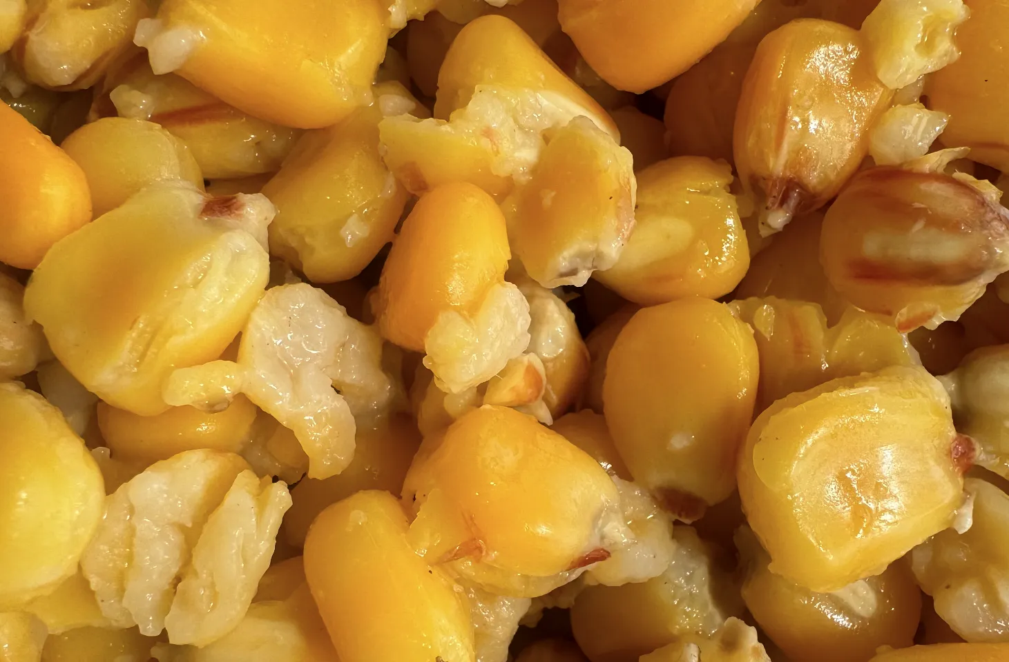 Kukuřice - Vanilka 2,5kg - MojeRybárstvo.sk Kukuřice - Vanilka 2,5kg – Obrázok 3